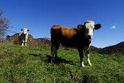Dalla Culmine di S. Pietro allo Zuc di Maesimo sul sentiero alto estivo 21 DOL il 19 ottobre 2015   - FOTOGALLERY